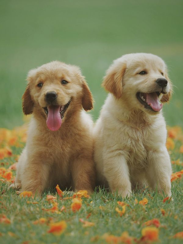 Design sans titre 2 SmarterHomeCo